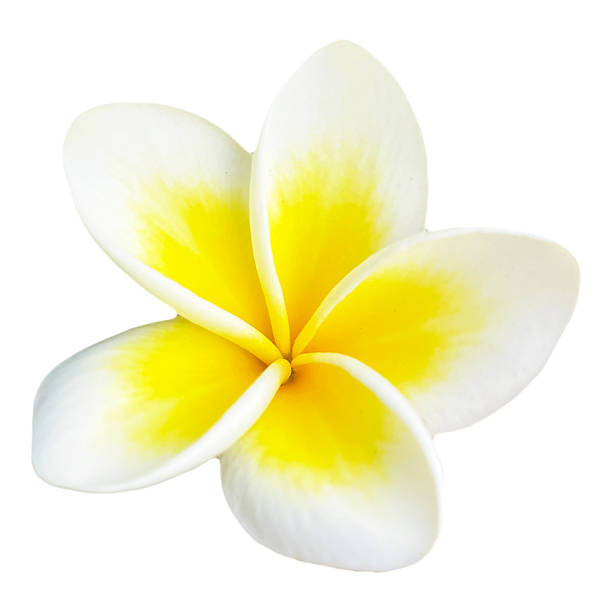 istock Plumeria Flower High Quality Isolated 2252727661