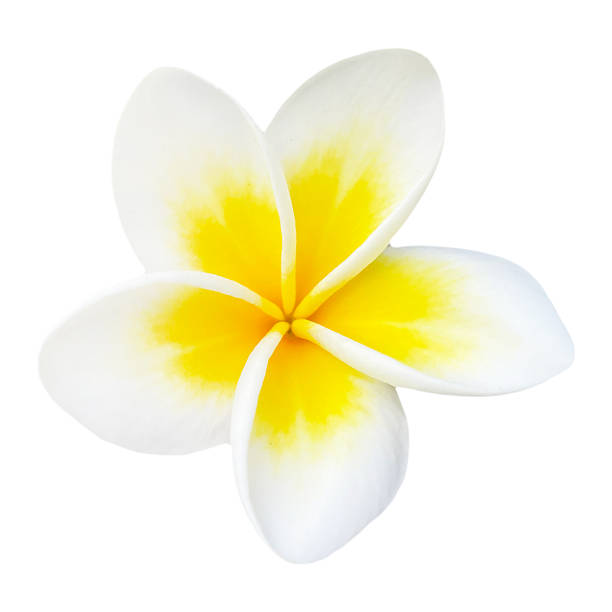 istock Plumeria Flower High Quality Isolated 2252727662