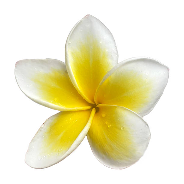 istock Plumeria Flower High Quality Isolated 2252727724