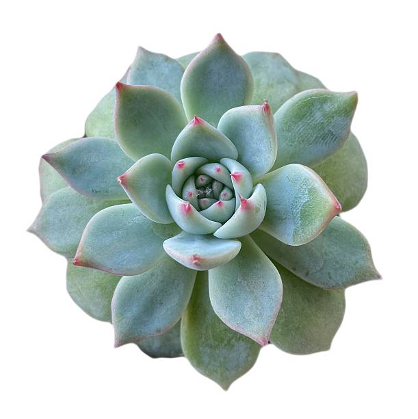 istock Succulent Plant High quality isolated 2252727896