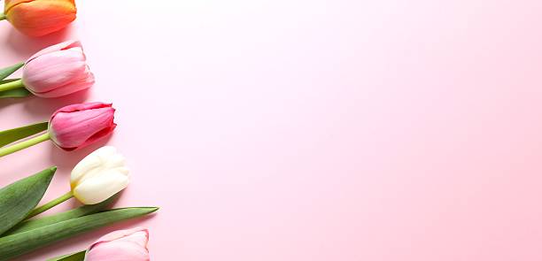 istock Beautiful fresh tulips on pink background, top view, space for text 2252728528