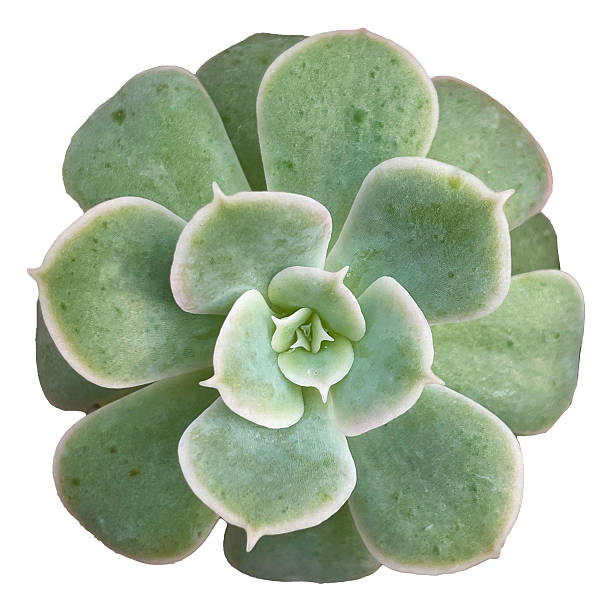 istock Succulent Plant High quality isolated 2252729663