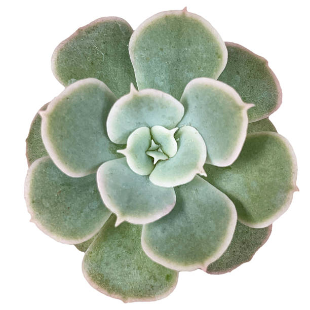 istock Succulent Plant High quality isolated 2252729665