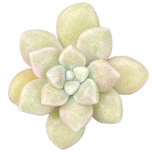 istock Succulent Plant High quality isolated 2252729672