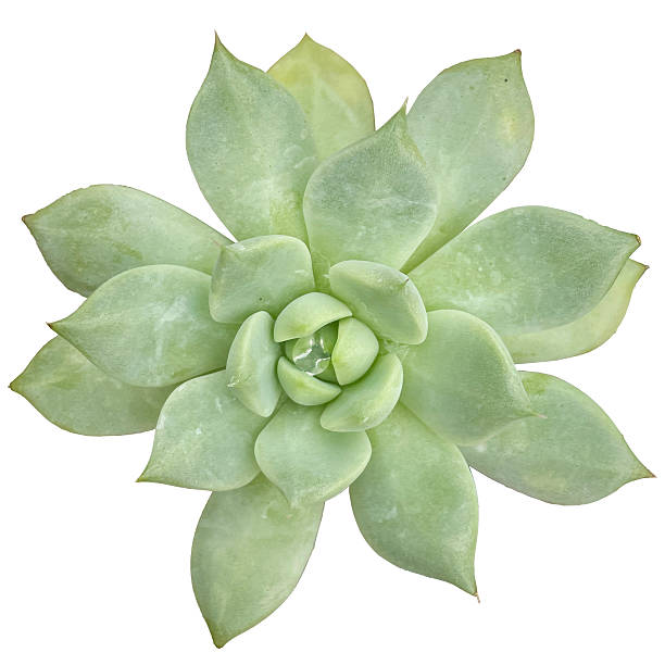istock Succulent Plant High quality isolated 2252729676