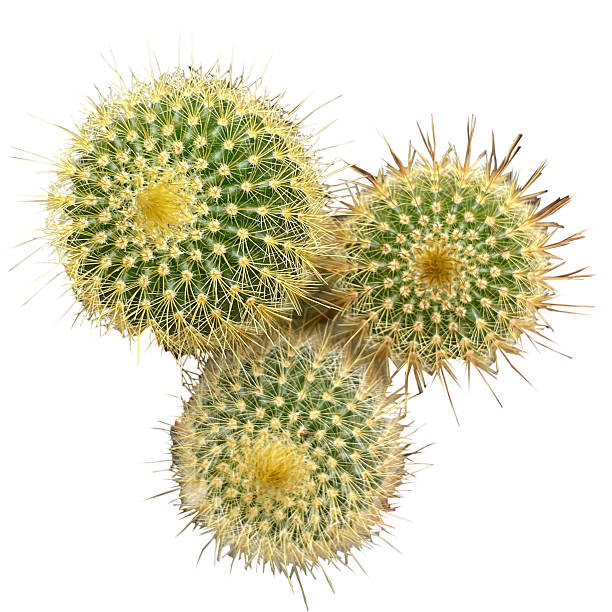 istock Succulent Plant High quality isolated 2252729713