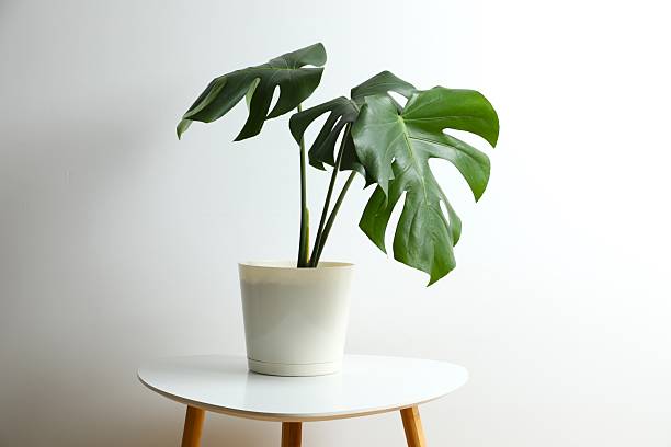 istock Green monstera in a flowerpot on the table 2252729759