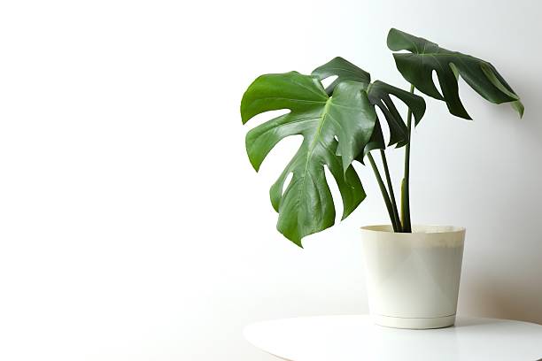 istock Green monstera in a flowerpot on the table 2252729760