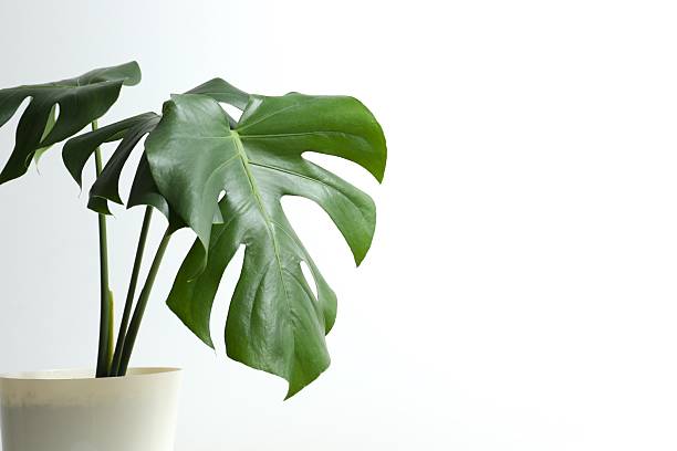 istock Green monstera in a flowerpot 2252729761
