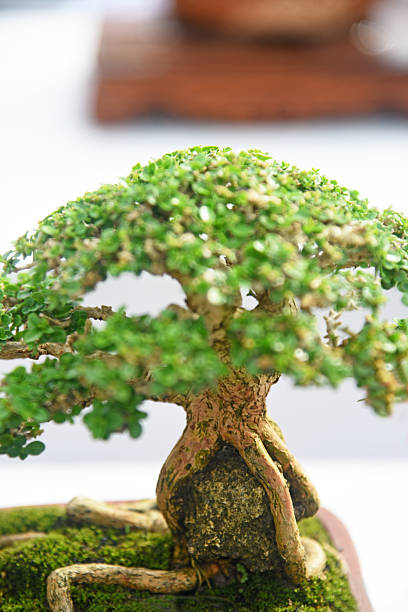 istock Bonsai tree in details and close up 2252729763