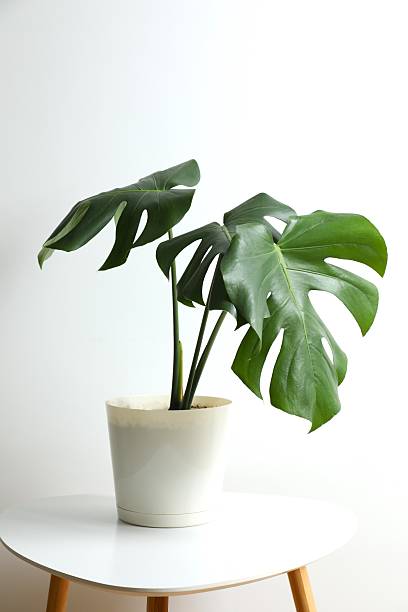 istock Green monstera in a flowerpot on the table 2252729773