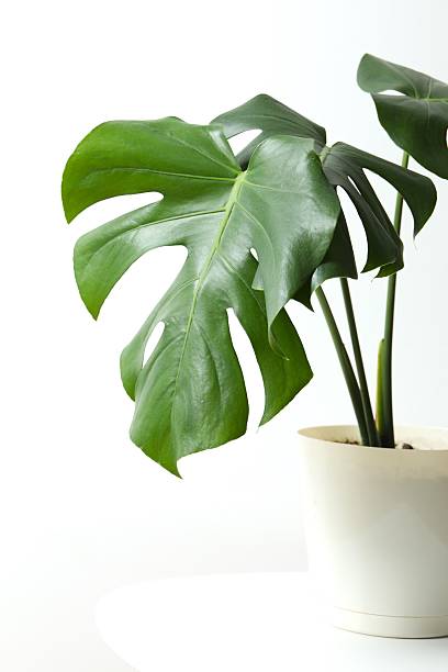 istock Green monstera in a flowerpot on the table 2252729774