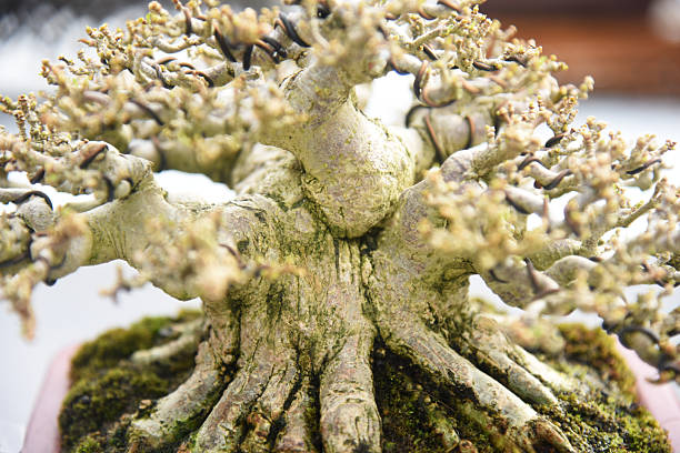 istock Bonsai tree in details and close up 2252729827