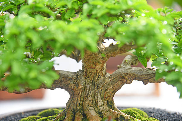 istock Bonsai tree in details and close up 2252729830