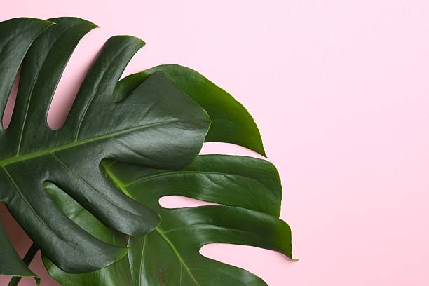 istock Green monstera leaf on color background, close up 2252729871