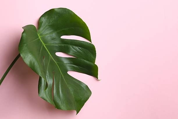 istock Green monstera leaf on color background, close up 2252729873