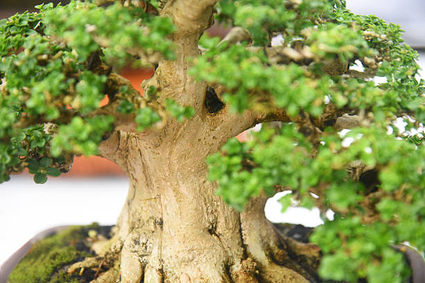 istock Bonsai tree in details and close up 2252730256