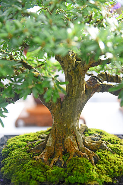 istock Bonsai tree in details and close up 2252731179