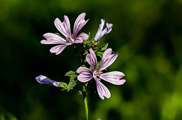 Bull mallow and French mallow - Malva nicaeensis - Kazdağı National Park