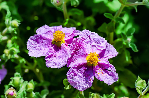 Pink Rock-Rose, Hoary Rock-Rose - Cistus creticus - Kazdağı National Park