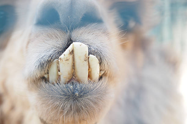Fantastic side profile of a camel with his mouth wide open.