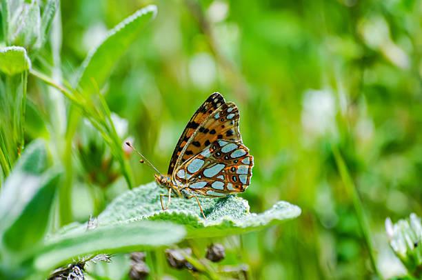 Queen of Spain fritillary - Issoria lathonia - Kazdağı National Park