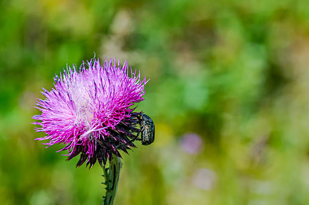 Carduus nutans and Polyphylla fullo - Kazdağı National Park