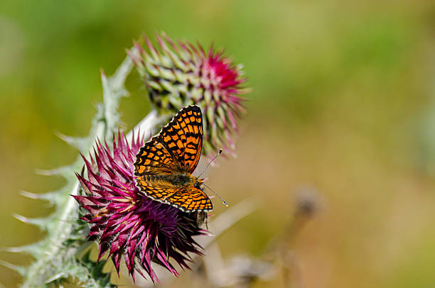 Knapweed fritillary - Melitaea phoebe - Kazdağı National Park