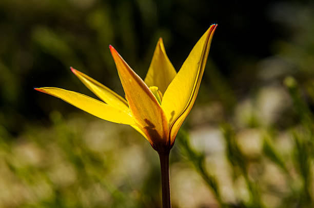 Wild tulip - Tulipa sylvestris - The background is blurry - Kazdağı National Park