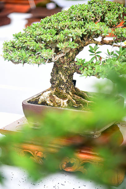 istock Bonsai tree in details and close up 2252732483