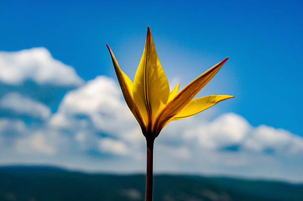 Wild tulip - Tulipa sylvestris - Sky in the background.  - Kazdağı National Park