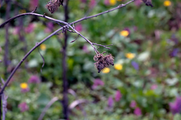 Arctium lappa, dried lesser burdock. A spring meadow with a dried burdock flowers, commonly called greater burdock, edible burdock, lappa, or beggar's buttons.