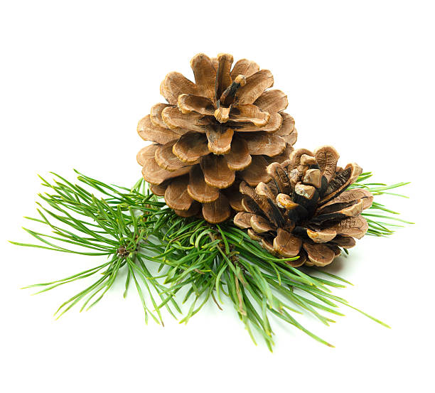 istock Close-up of pine branches with cones, isolated on a white background with shadow, perfect for New Year's natural decor. 2252733621