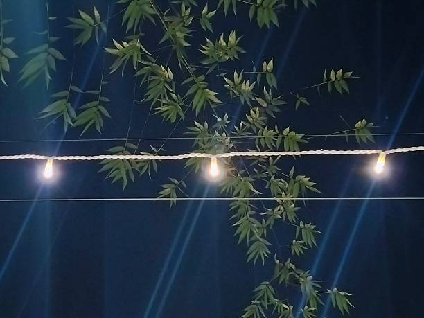 artificial sun rise: some ravers under synthetic blue light.