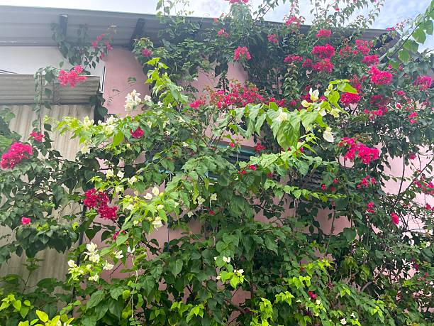 istock Red hibiscus in the garden 2252736272
