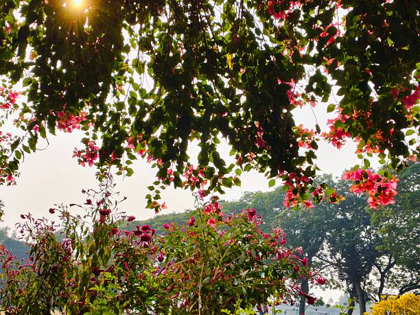 Flower tree branch street photography