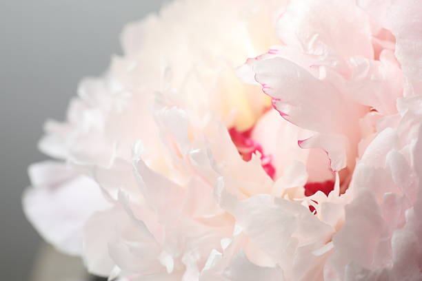 Macro view of pink peony flower