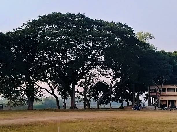 istock Large tree in an open field photography 2252737985