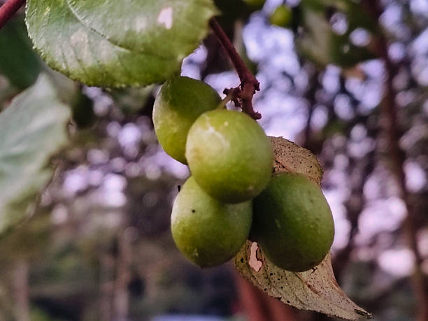 Green fruits cluster on a tree, photography