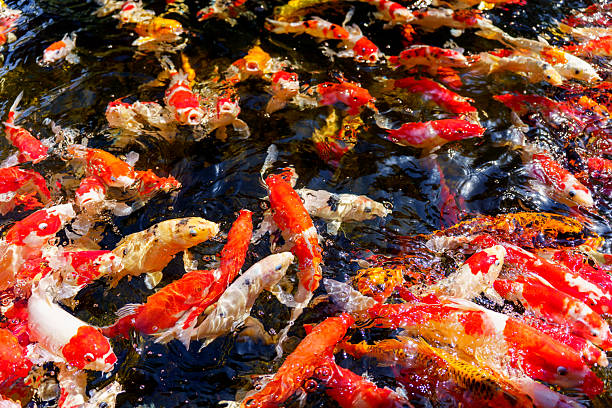 istock colorful koi fish feeding together in pond 2252738287