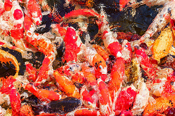 istock colorful koi fish feeding together in pond 2252738318