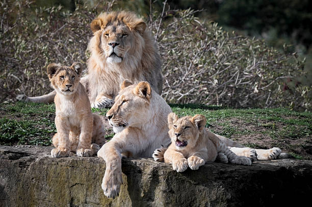 istock Pride of Lions Resting Together 2252738505