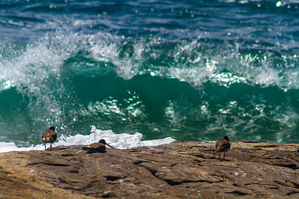 Three American Oystercatchers Haematopus palliatus on a sea rock. Blue sea, seabirds, waves, sunny day.