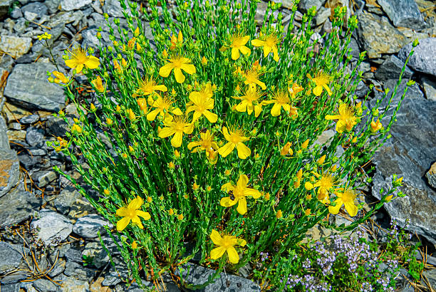 Close up. Flowering St. John's wort (Hypericum perforatum) plant in nature.