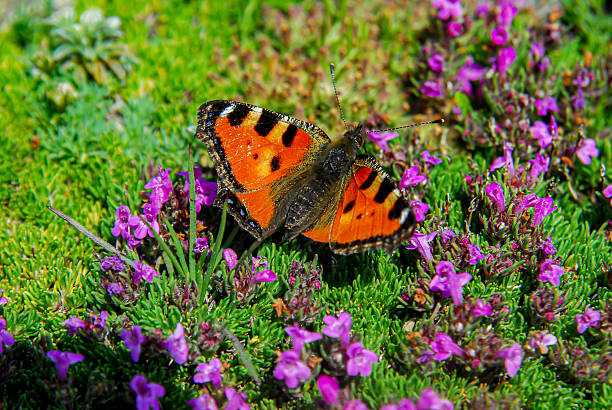 Aglais urticae - Small Tortoiseshell - Kazdağı National Park