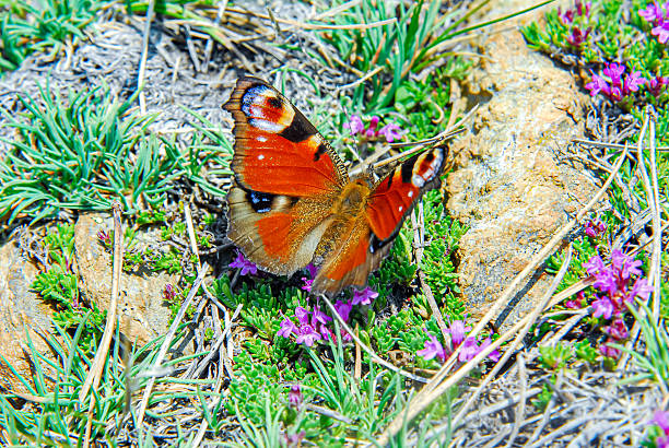 Inachis io - Peacock Butterfly - Kazdağı National Park