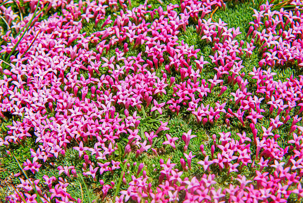 Rubiaceae family - Asperula sintenisii - Endemic - Kazdağı National Park