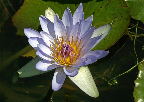 istock Blooming water lilly in a pond in Mexico 2252739607