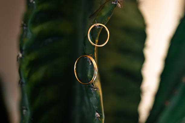 istock Wedding rings hanging on a green cactus plant 2252739801