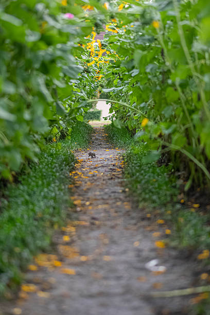 A peaceful natural pathway forming a green tunnel surrounded by lush plants and yellow flowers, creating a sense of depth, journey, and tranquility.